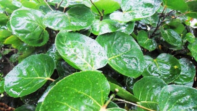 
12 Manfaat Daun Mangkokan untuk Kesehatan