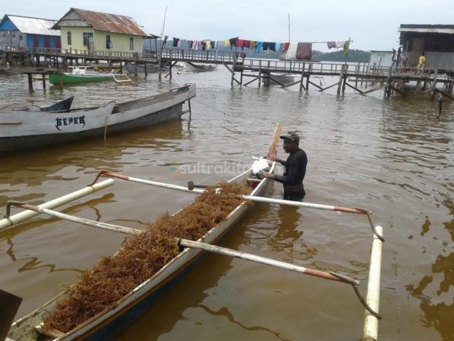 
Petaka Pasca Tambang di Wilayah Pesisir Kolaka