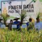 Panen perdana Padi System of Rice Intensification (SRI) organik di Desa Puubunga, Rabu (1/6)
