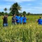 inul Hairul sukses panen perdana padi SRI Organik hasil pembinaan program Pertanian Sehat Ramah Lingkungan Berkelanjutan (PSRLB) PT Vale di Desa Lamedai, Kecamatan Tanggetada, Kabupaten Kolaka, Sulawesi Tenggara, Senin (26/6/2022)