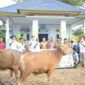Penyerahan sapi kurban dilakukan secara simbolis di aula sanggar PKK Kantor Kecamatan Pomalaa oleh General Manager PT ANTAM Tbk UBPN Kolaka kepada Camat Pomalaa disaksikan Wakil Bupati Kolaka H. Muhammad Jayadin dan para kepala Desa/Lurah se kecamatan Pomalaa, Selasa (5/7/2022)