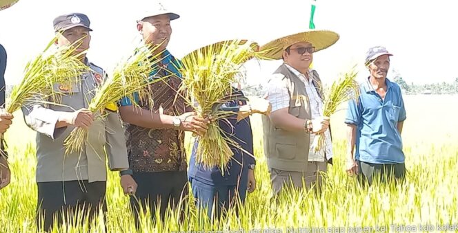 
 Kepala Distanak Sultra, La Ode Muh. Rusdin Jaya (pertama dari kanan) saat mengikuti panen padi secara nasional di kabupaten Konawe Selatan