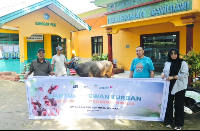 
ANTAM Salurkan 12 Ekor Hewan Kurban untuk Masyarakat Kabupaten Kolaka