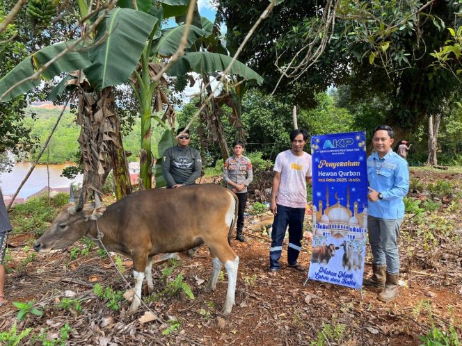 
Momen Idul Adha, PT AKP Berbagi Kebahagiaan dengan 24 Hewan Kurban