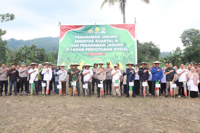
Pemda Kolaka Sulap Lahan Perhutanan Sosial jadi Ladang Harapan Jagung Nasional