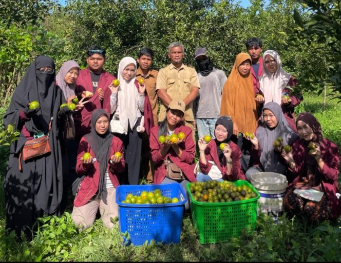 
Mahasiswa KKN USN Kolaka Bantu Promosikan Jeruk Manis Ranosangia