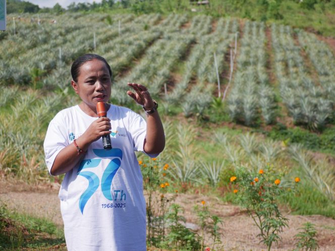 
Kepala Desa Tabarano, Rimal Manuk Allu di tengah hamparan kebun nanas di Desa Tabarano, Kecamatan Wasuponda, Kabupaten Luwu Timur, Sulawesi Selatan.