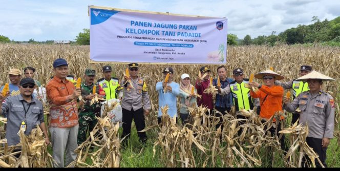 
Kelompok Tani Padaidi Binaan PT Vale Gelar Panen Jagung Pakan, Hasilnya Memuaskan